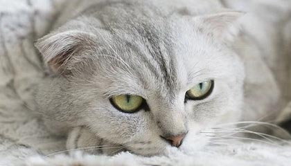 大发娱乐平台|游泳赛事v5.8.1